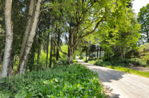 Camping mit Tannenblick