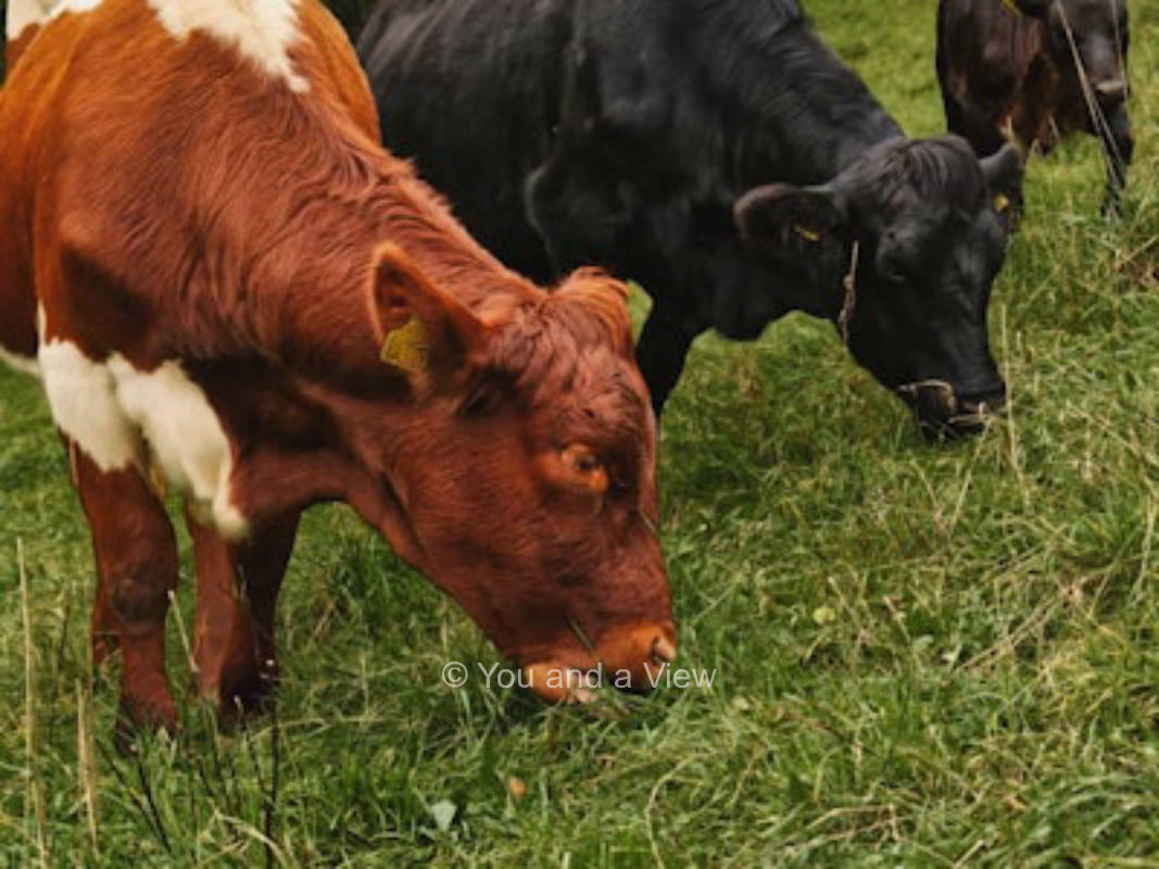 Gut Dörnhof Kulmbach - Burgblick