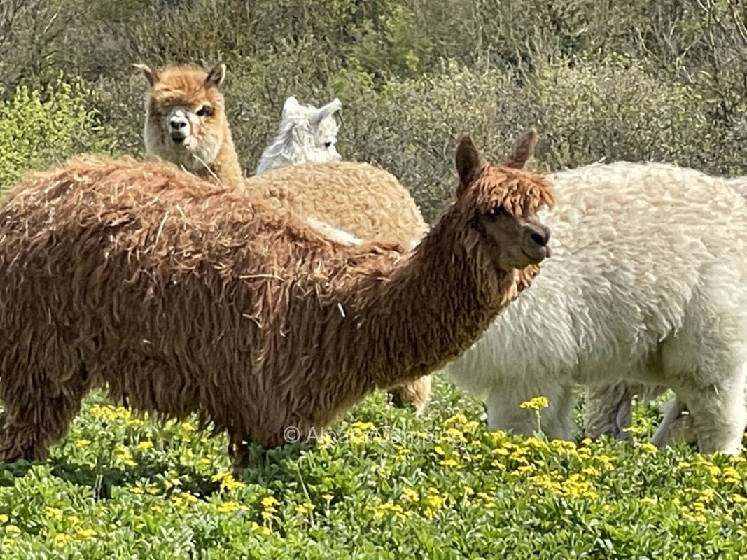 AlpacaCamping 669, privater Stellplatz