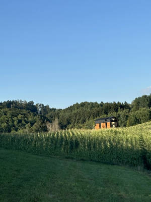 Hildegrund at home in the open