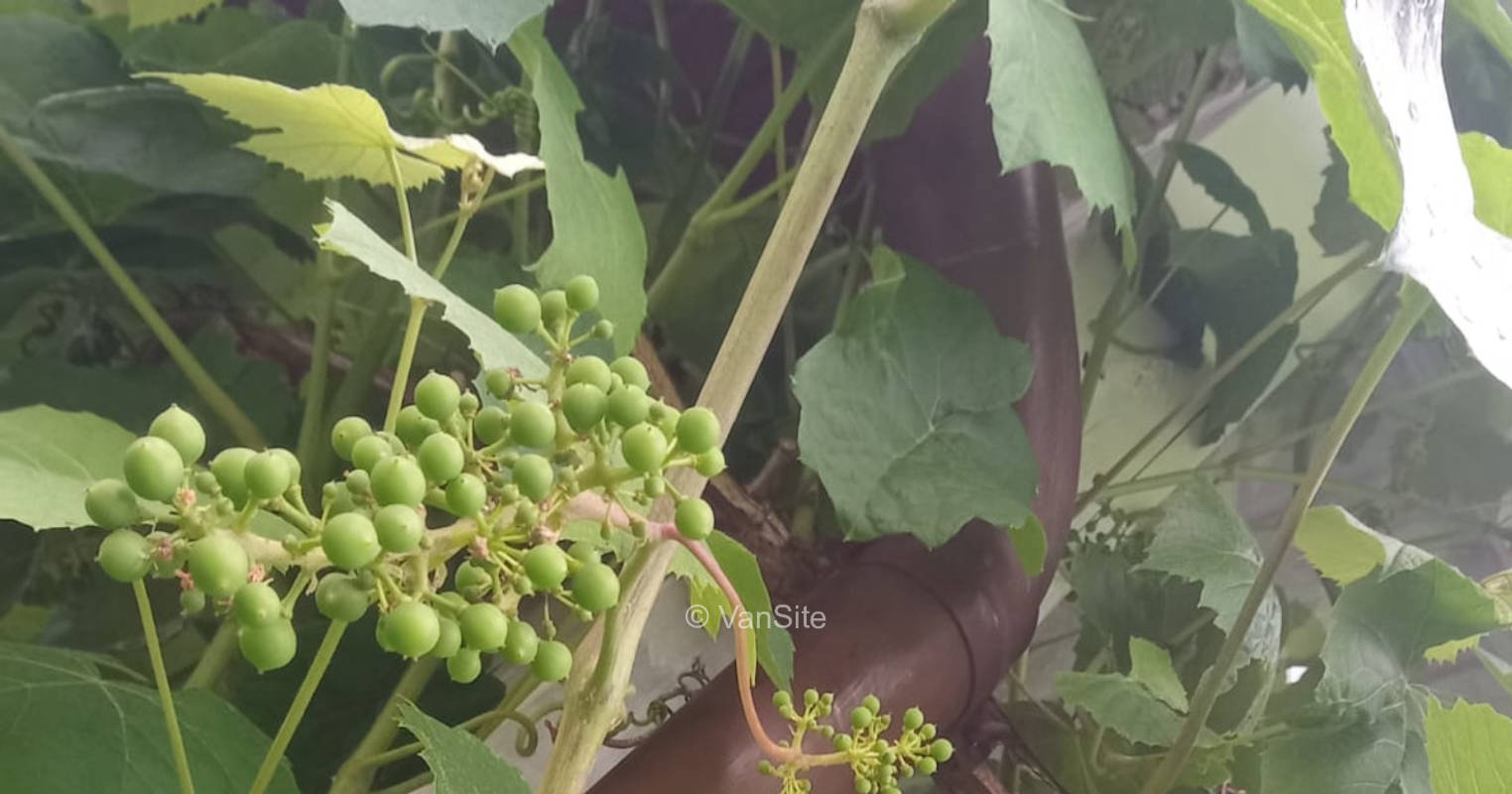 Vine meets fruit tree meets bamboo