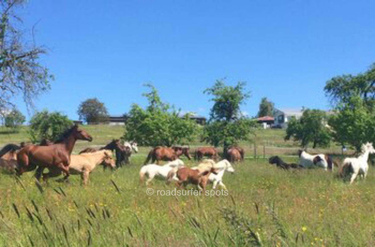 Camping mit den Pony's