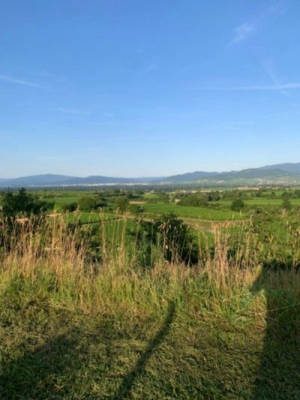 Einmaliger Weitblick im Weinberg in Freiburg