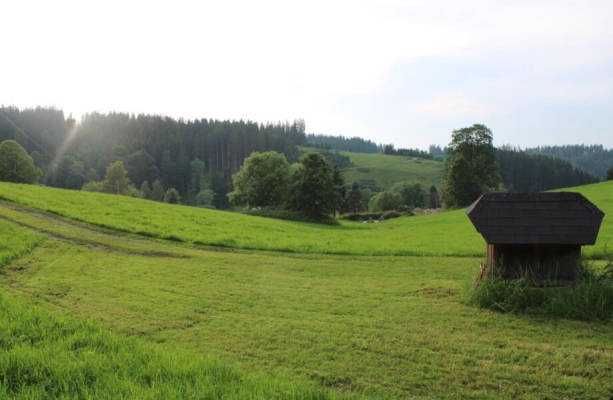 Meadow pitch (Campspace 9635)