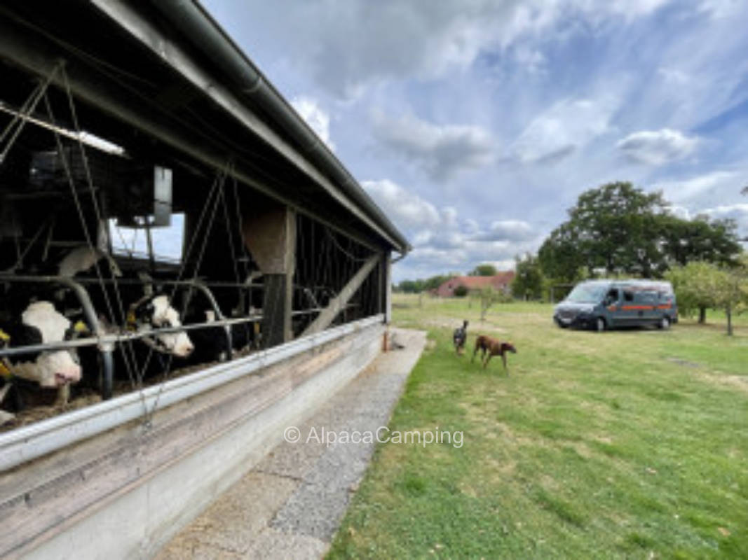 At the farm in the orchard #2