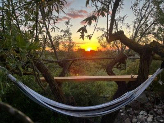 Camping in the Olive Grove – Peace at 500m