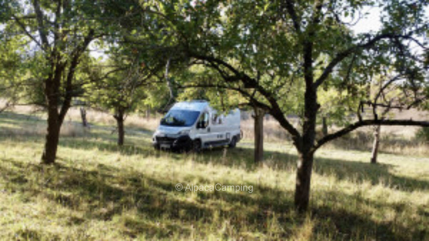 Idyllic meadow orchard at the edge of the Huy forest #2