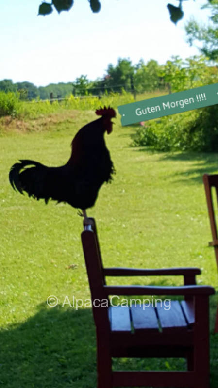 Aussicht bei der Koppel #3