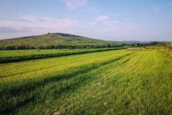Idyllic meadow with views of vineyards