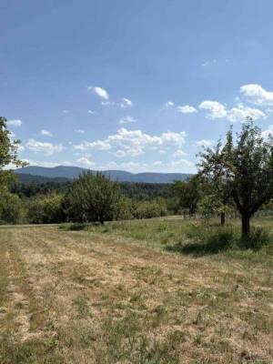 In the Black Forest among cherry and apple trees