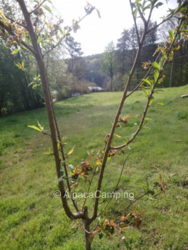 Zelten direkt  am Rodalber Felsenwanderweg #1