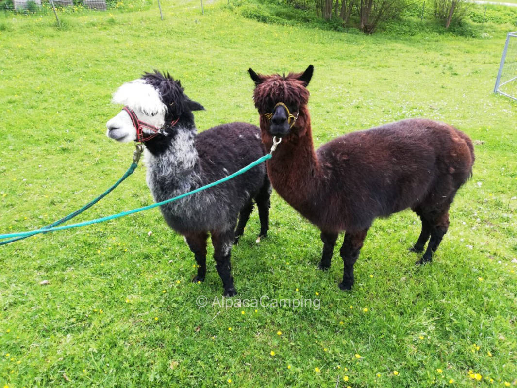 AlpacaCamping 1264