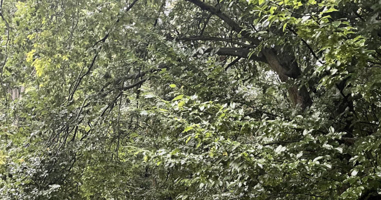 Kleiner Stellplatz im Wald