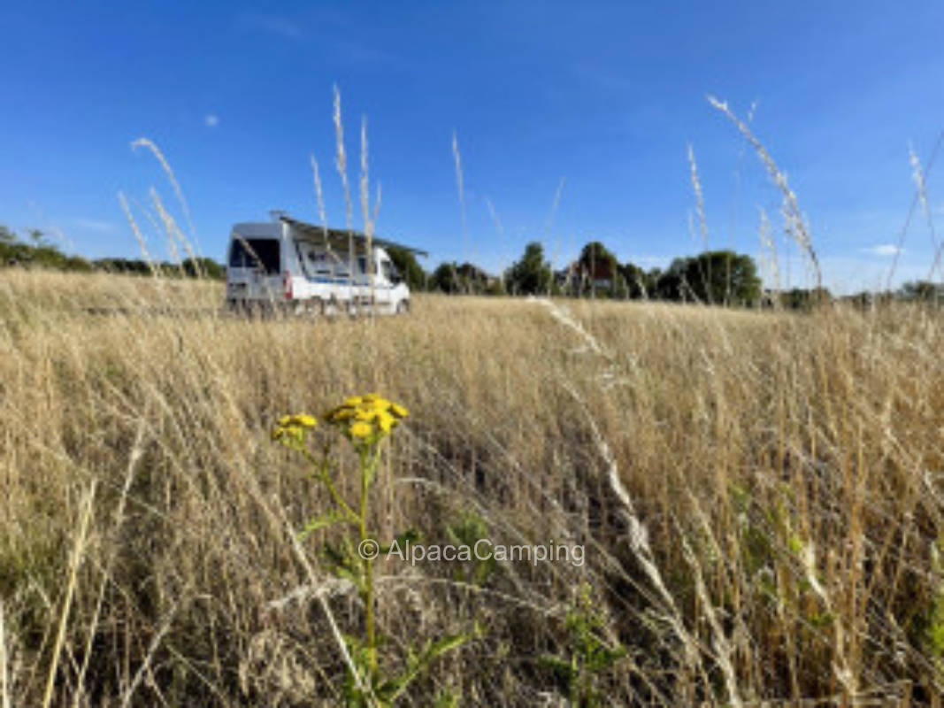 Pitch in Neulangsow #4