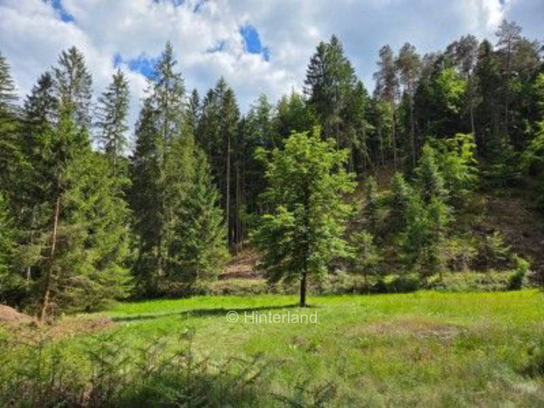 Waldruhe im Pfälzerwald