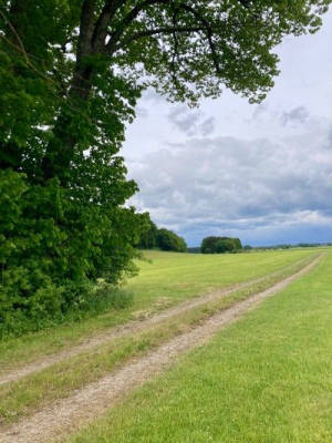 Idyll beneath the linden tree between meadows and fields