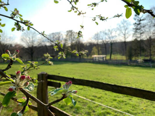 At the fruit trees with electricity access (Campspace 30165)
