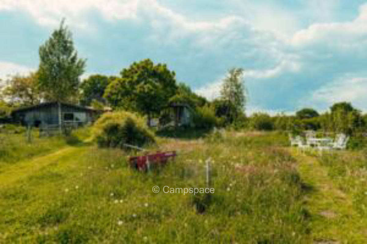 Orchard meadow near the Baltic Sea