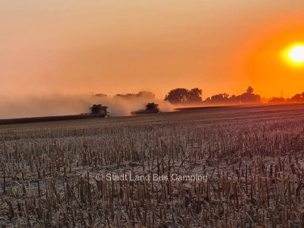 Meadow at Havelacker