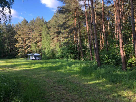 Green meadow in the forest or idyllic farm meadow (Campspace 8851)