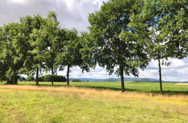 With a View of the Harz Among the Oak Trees