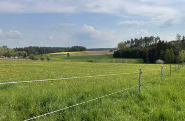 Pure nature - meadow with wonderful view