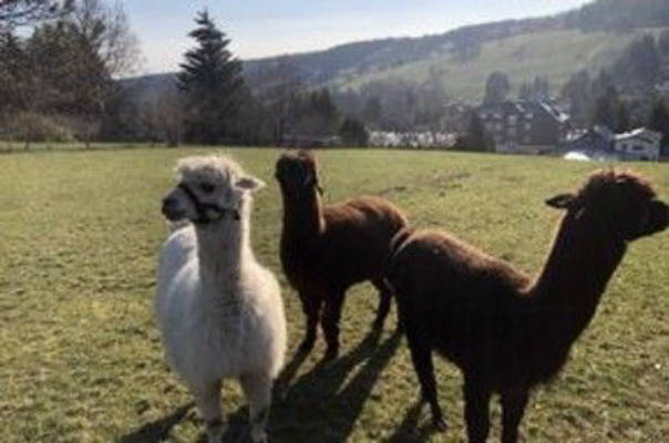 Alpaca Pasture on the Heights of the Thuringian Forest