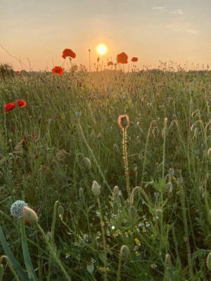 Orchard meadow at Resthof with field views
