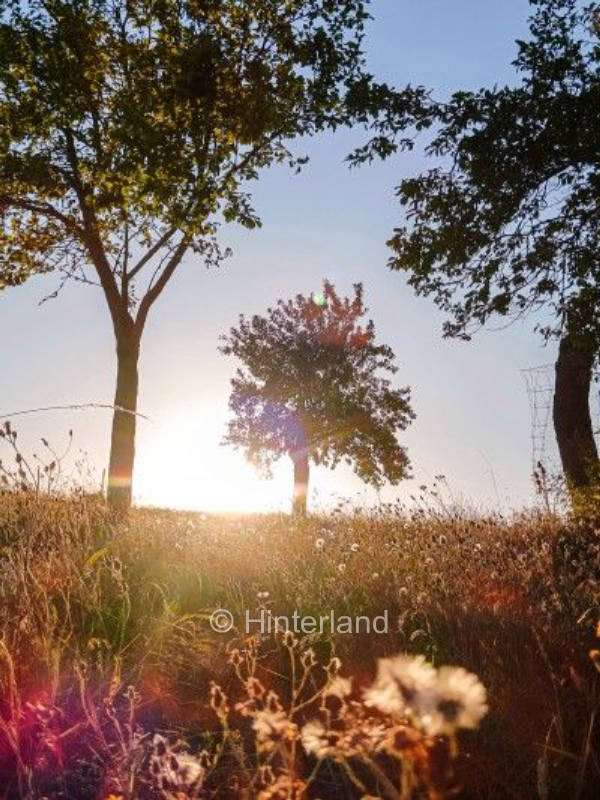 Wander-Idylle für Naturliebhaber unter Obstbäumen 