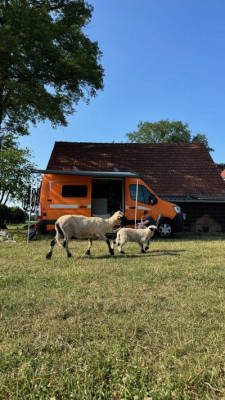 Idylle pur auf kleiner Gallowayfarm
