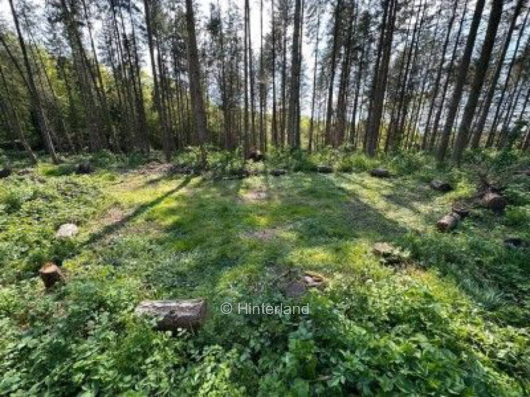 Waldbaden pur - Camping im eigenen Wald 