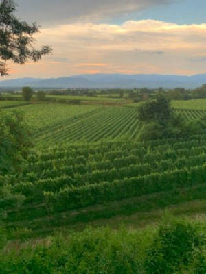 One-time panoramic view in the vineyard in Freiburg