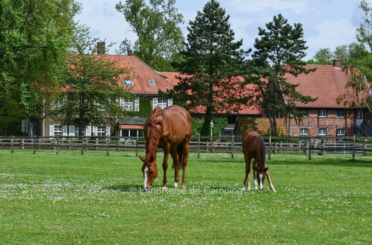 Idyllischer Stellplatz mit Blick auf Pferdeweide