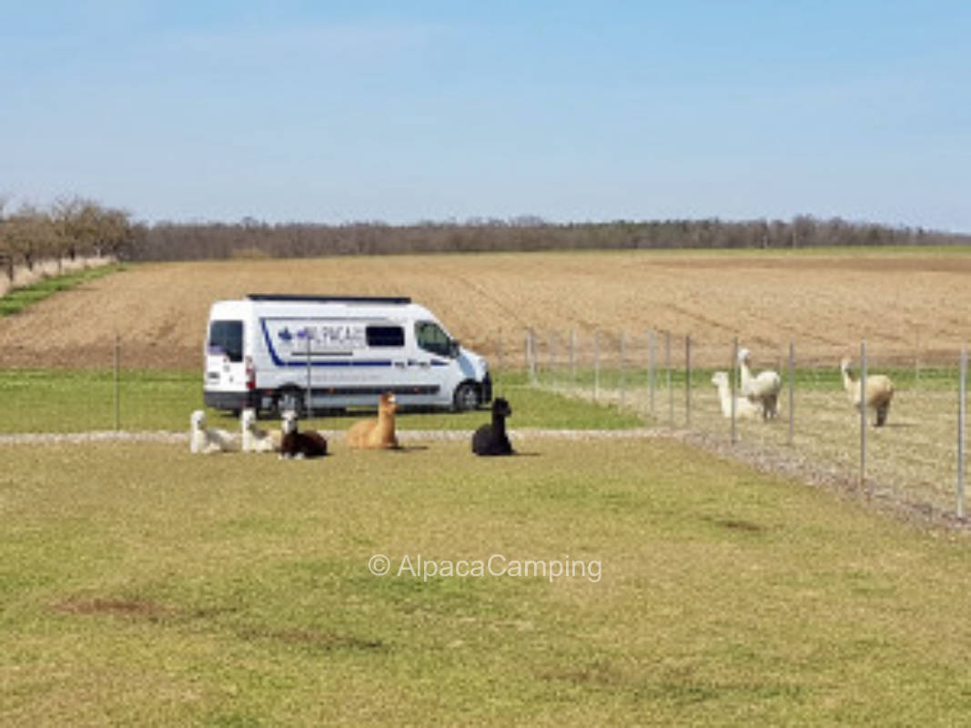 Direkt bei den "Kirchschönbacher Alpakas"  #2
