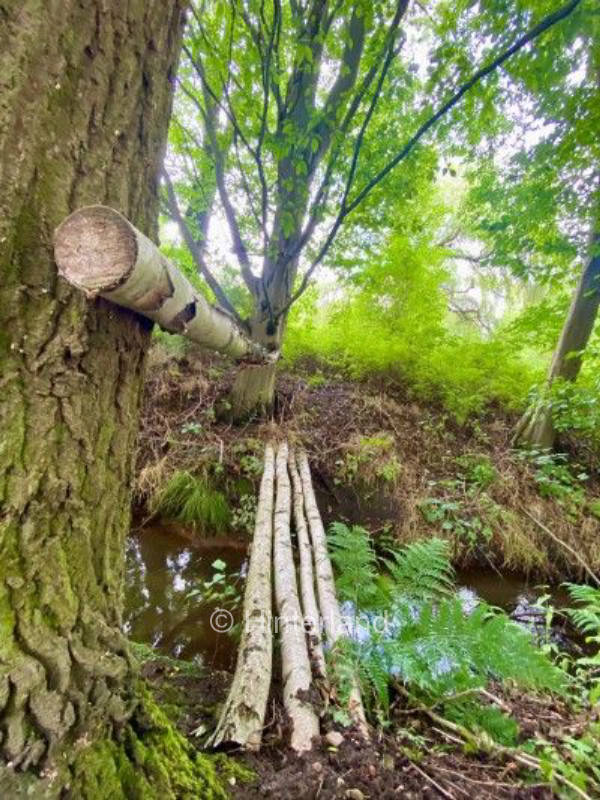 Fläming: Naturcamping mit Bach & Birkenwald