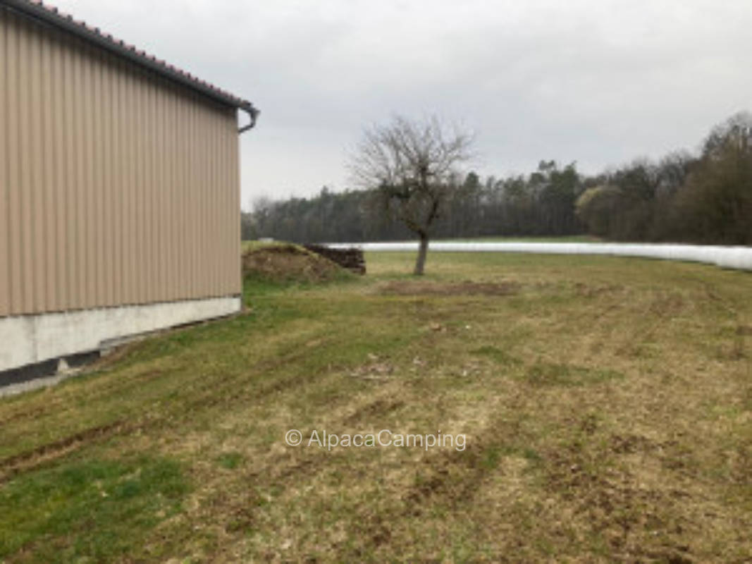 In the meadow at the edge of the forest #2