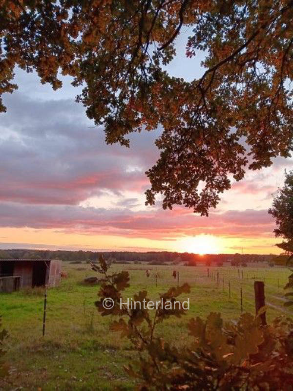 Pferdeweiden am Naturschutzgebiet Lüneburger Heide