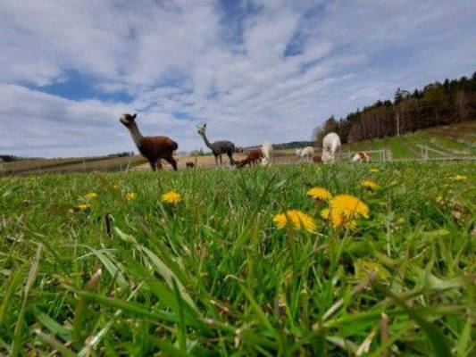 Alpaka/Lama/Wallaby-Winklhof  Apfel/Aroniaplantage