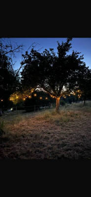 Stellplatz auf idyllischer Obstbaumwiese 