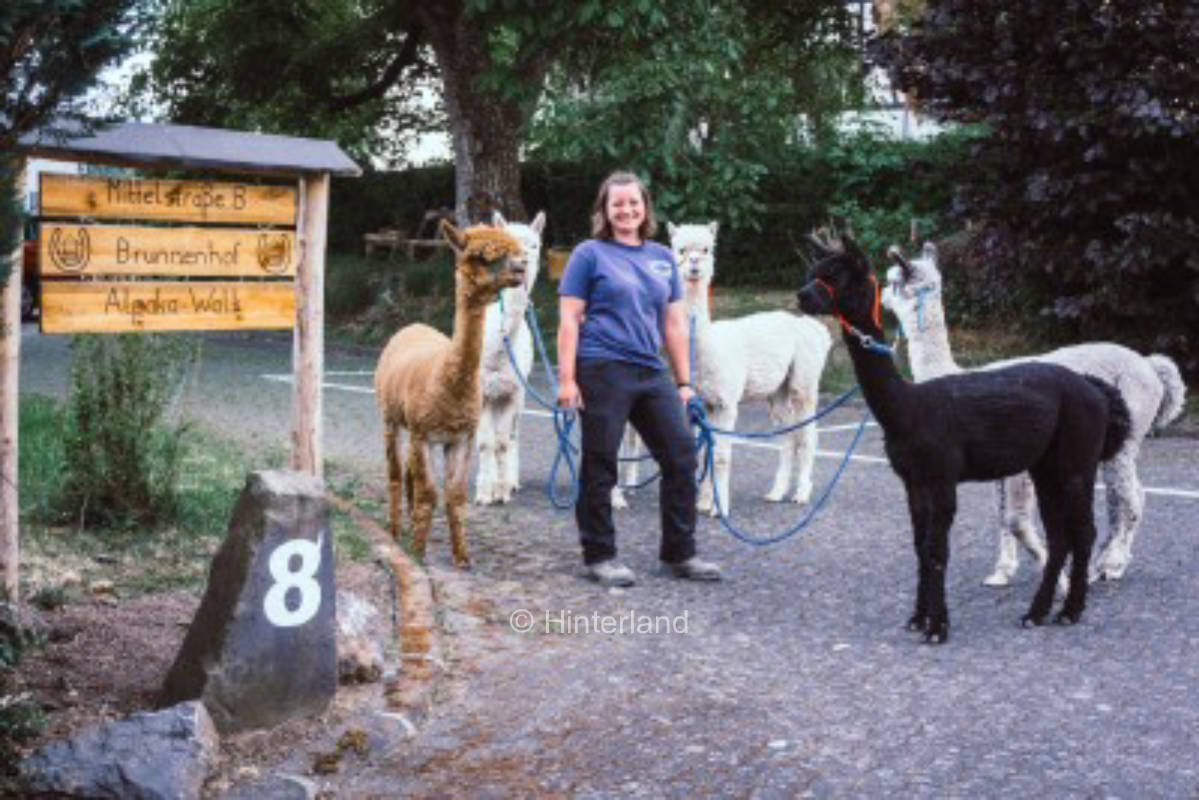 Alpaca walk and quiet place