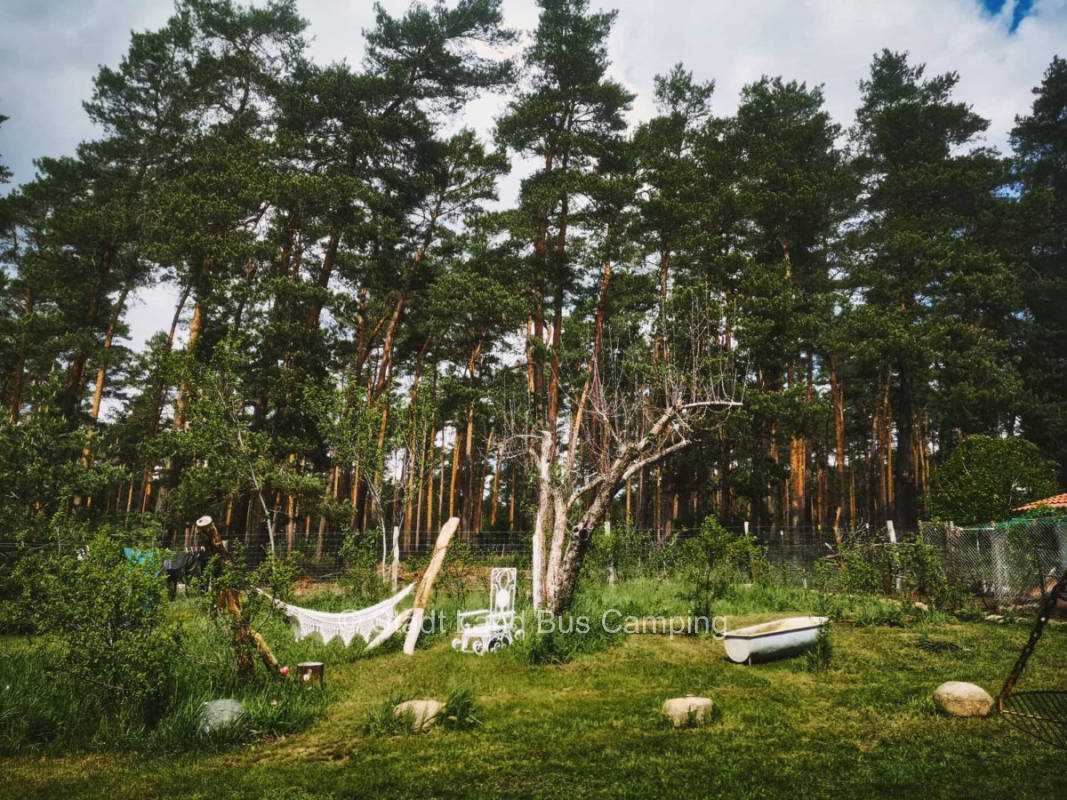 Forest edge 1