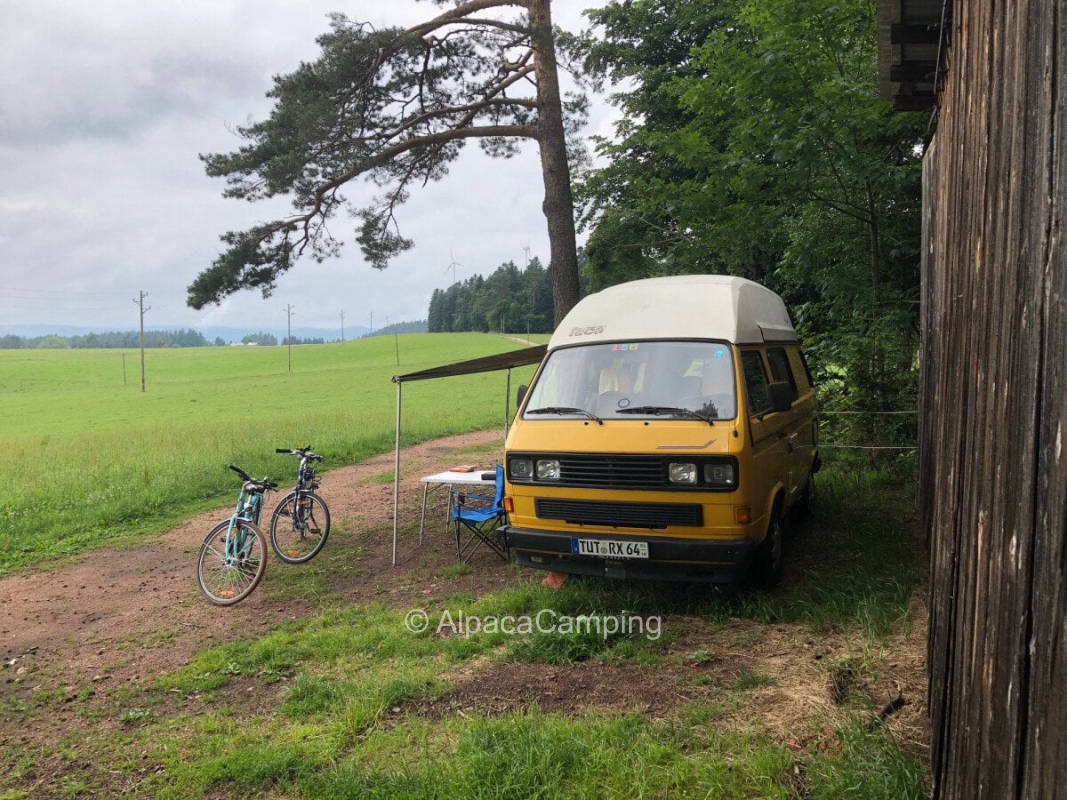 On the edge of the forest with a view of the cow pasture