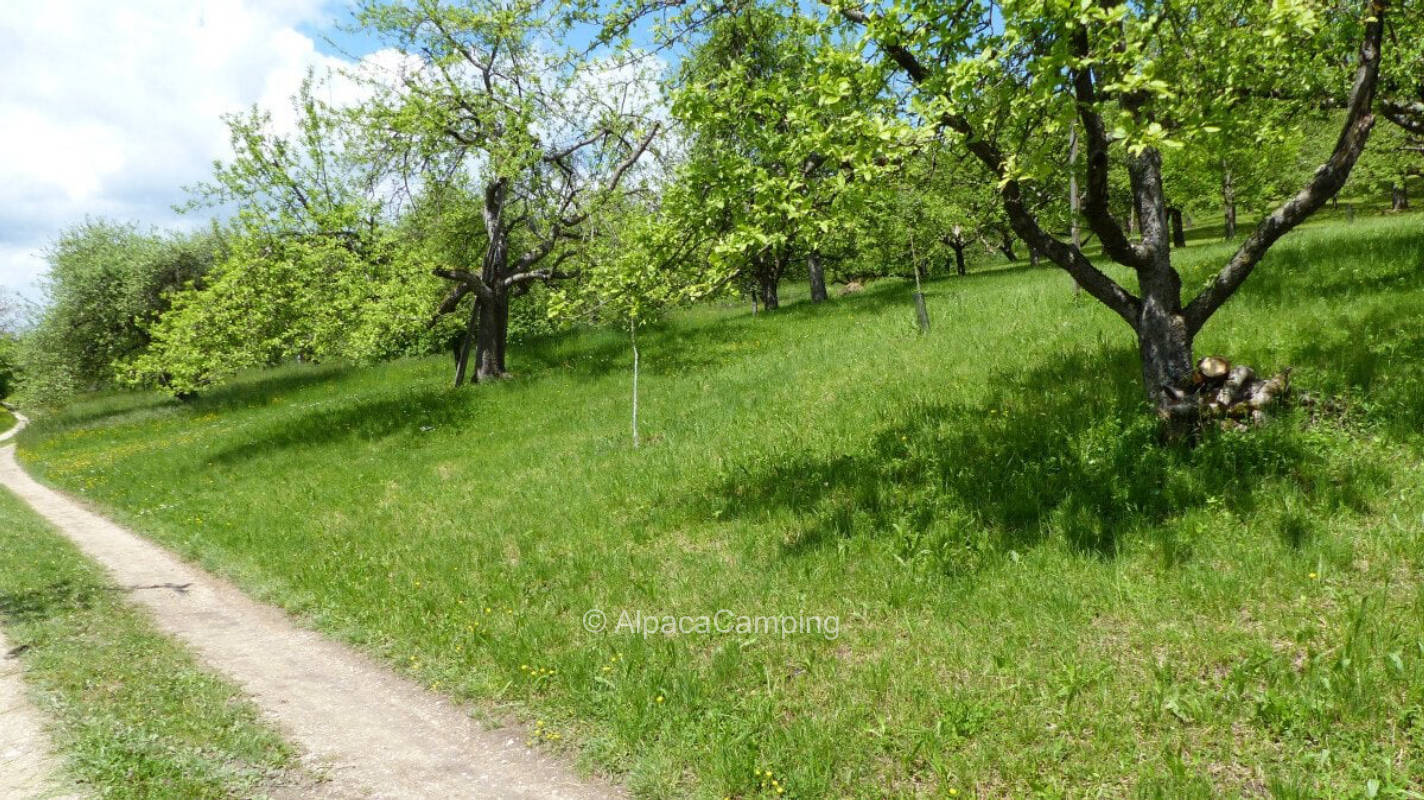 Organic orchard meadow Urbacher nature
