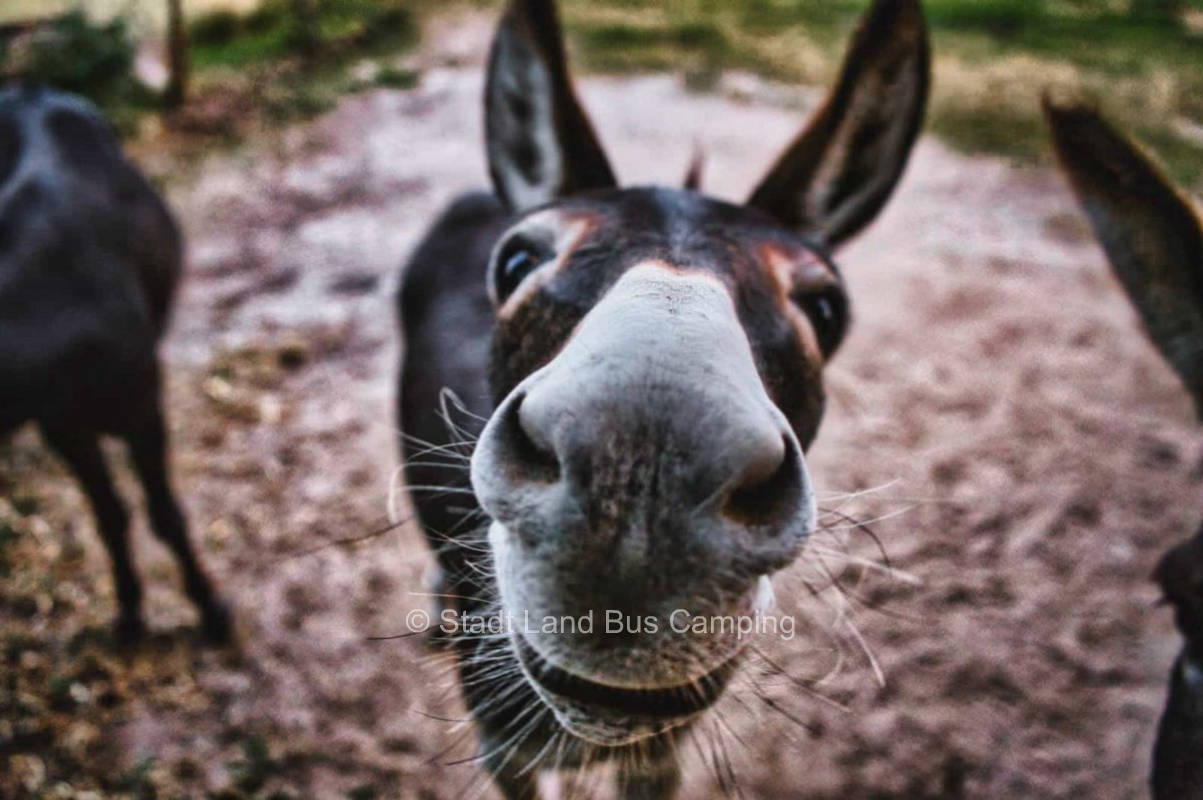Artländer Eselhof - Parking lot 1