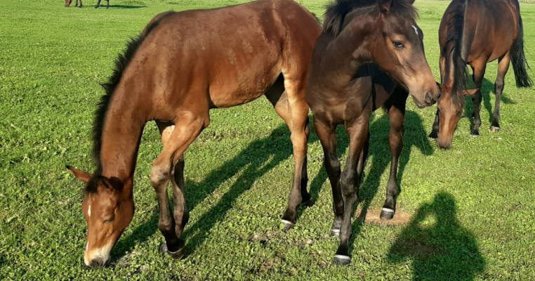 Horse breeding at the Auesee
