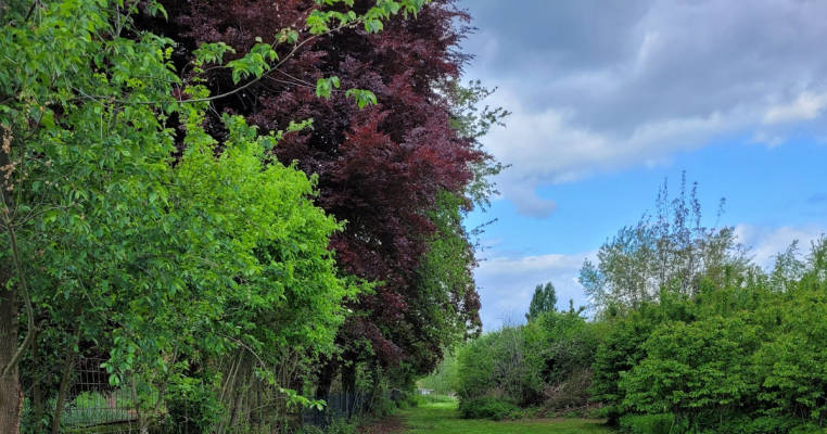 Wiese am Quellteich