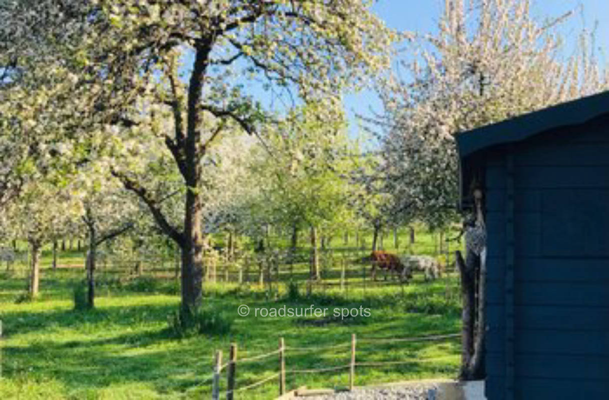 Camping zwischen Apfelbäumen 