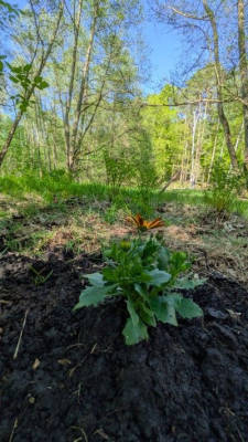 Idylische Waldübernachtung am Stadtrand Potsdams