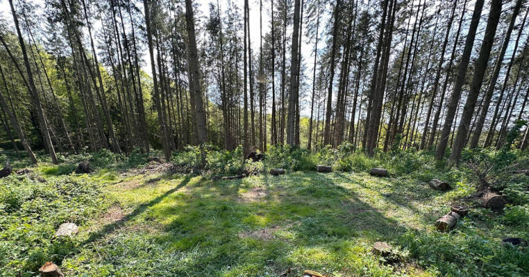 Pure forest bathing