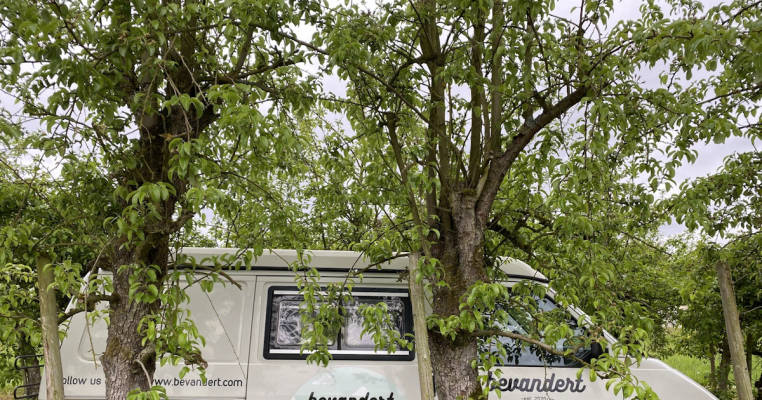 An den Weinreben im Moseldorf